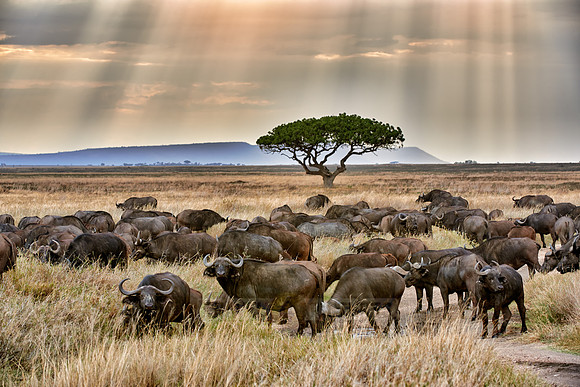 herd of African buffalos at sunset