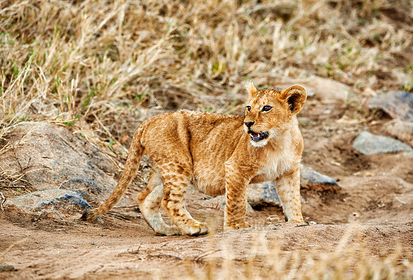 cute ​lion cub