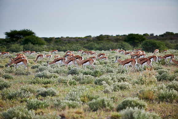 Springbok
