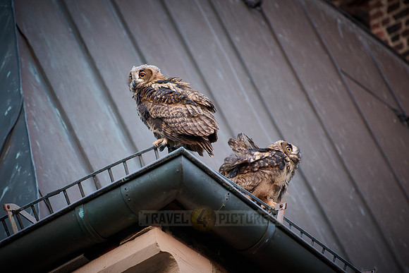 Eurasian eagle-owl (Bubo bubo), two fledglings on a roof