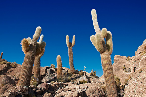 Inkahuasi Island, Salar de Uyuni