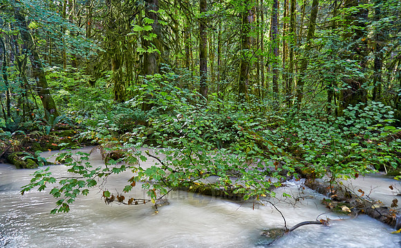 milky river in Great Bear Rainforest