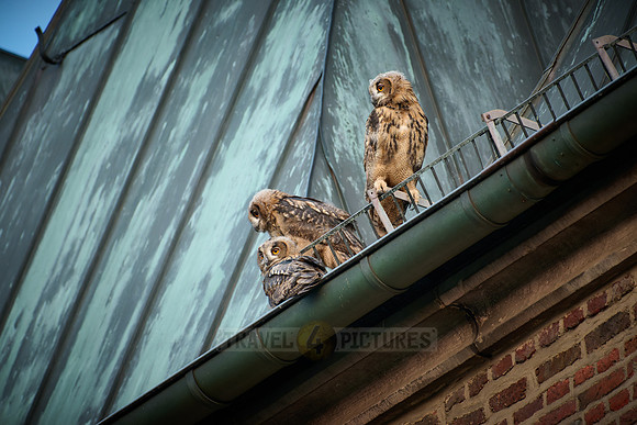 Eurasian eagle-owl (Bubo bubo), three fledglings on a roof