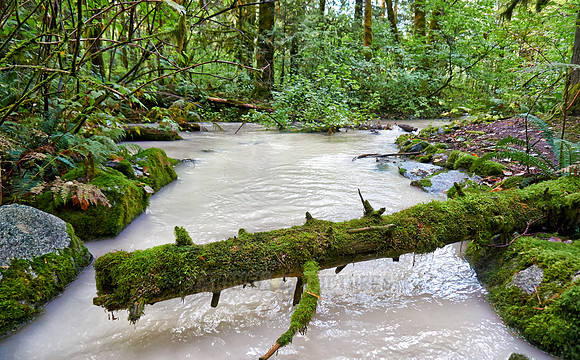 milky river in Great Bear Rainforest