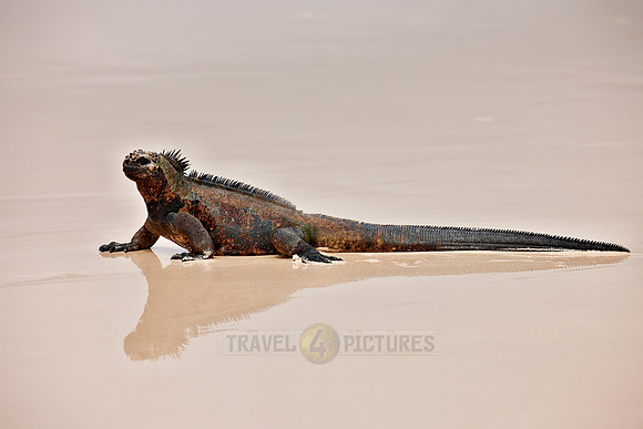 Marine Iguana on beach