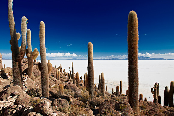 Inkahuasi Island, Salar de Uyuni