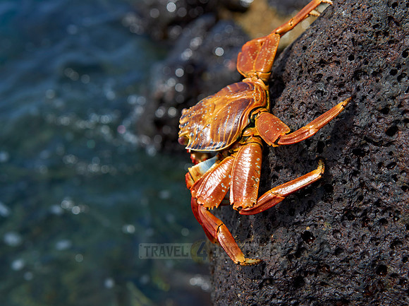 red rock crab, Grapsus grapsus