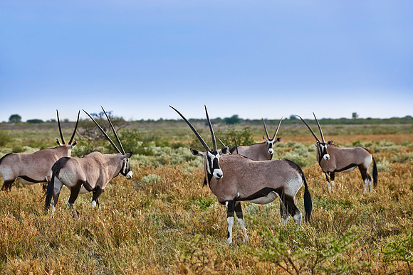 Gemsbok