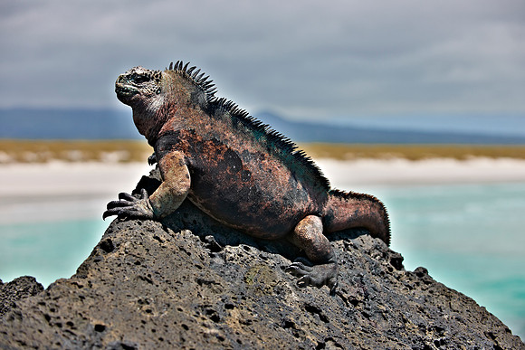 Marine Iguana on cliff