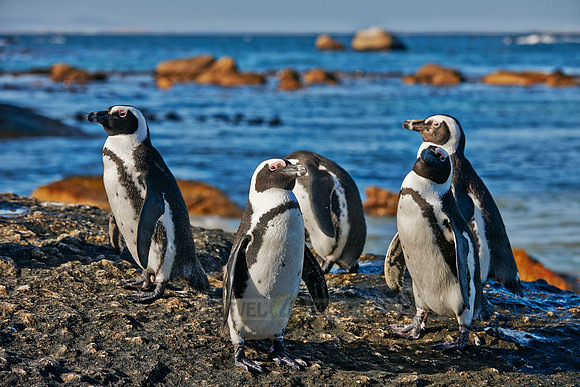African Penguin