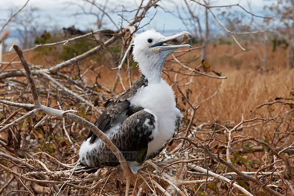 young Frigatebird