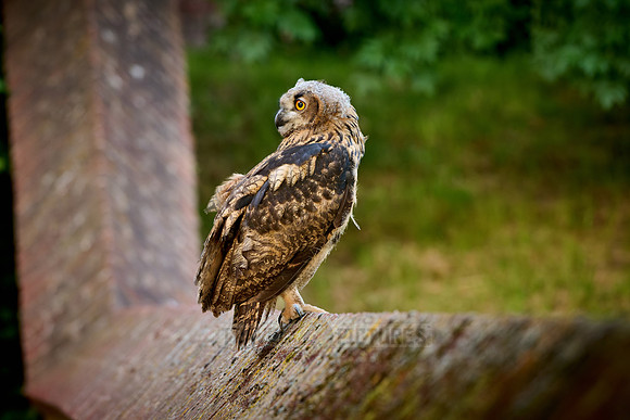 young Eurasian eagle-owl (Bubo bubo)| on a wall