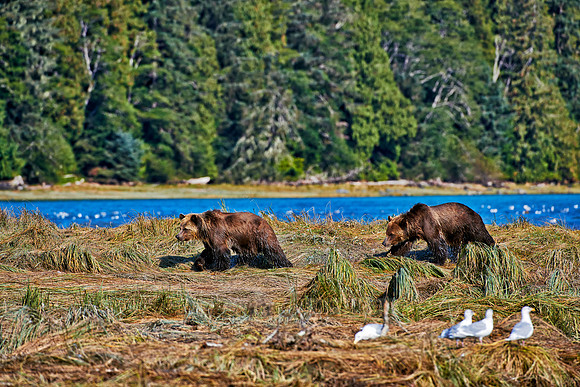 Grizzly bear at Knight Inlet