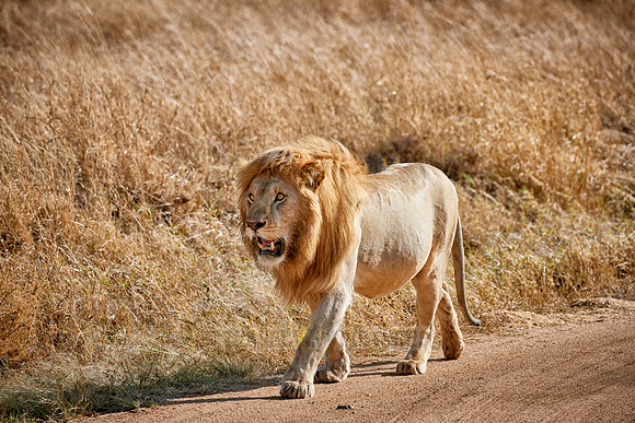 huge male lion walking