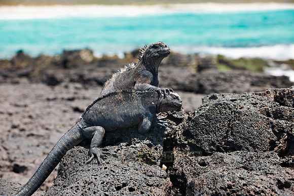Marine Iguana on cliff