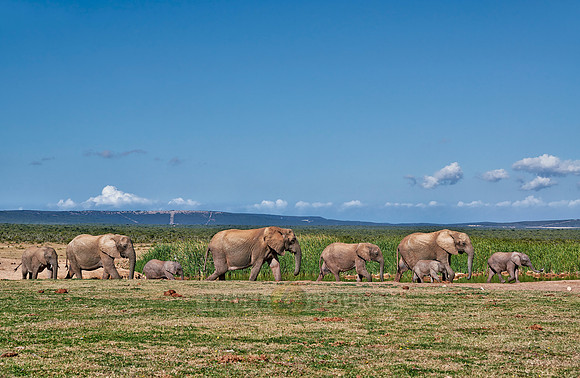 herd of African bush elephant