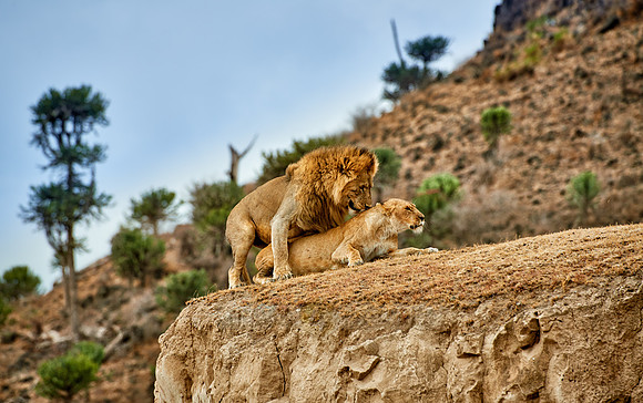 mating lions in Ngorongoro crater