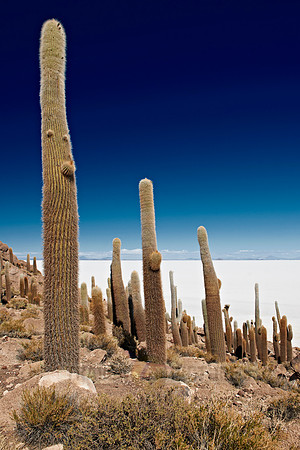 Inkahuasi Island, Salar de Uyuni