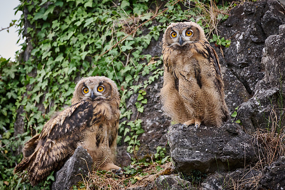 Eurasian eagle-owl (Bubo bubo), two youngster on a rock
