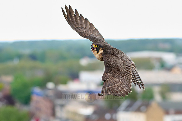 Peregrine Falcon in flight