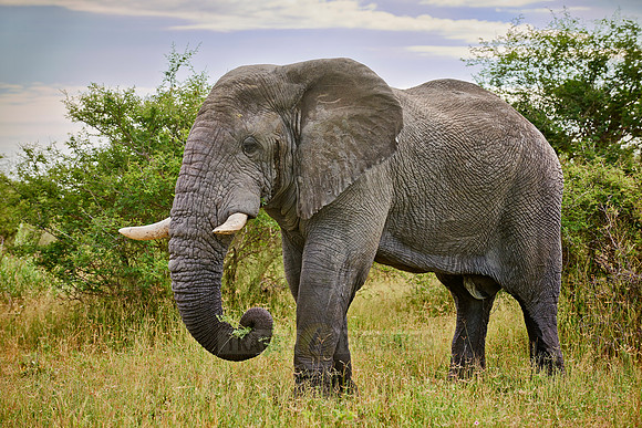 eating old male African elephant