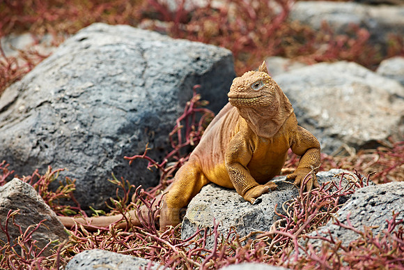 Galapagos Land Iguana