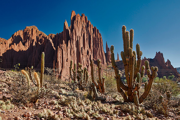 cacti and erosion landscape