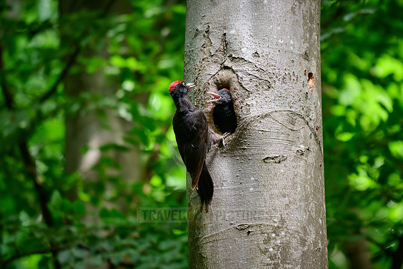 black woodpecker feeds fledgling at tree hollow
