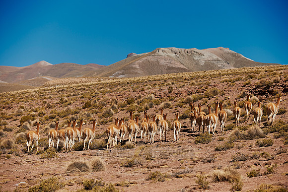 herd of Vicunas