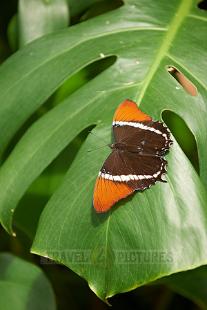 Rusty-tipped Page (Siproeta epaphus)