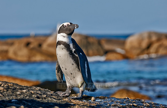 African Penguin