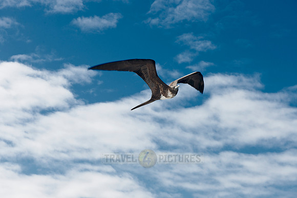 flying Frigatebirds