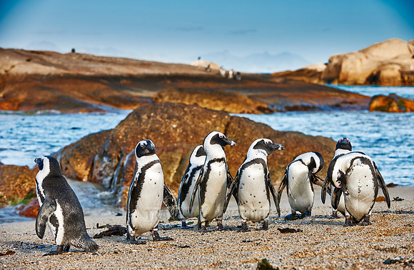 African Penguin
