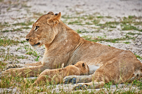 lioness with very young cub