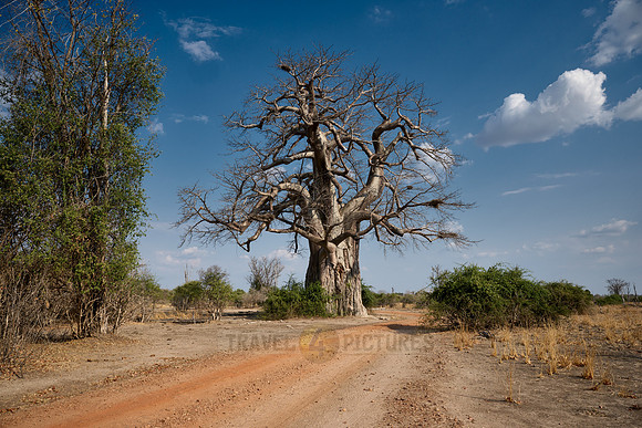 African baobab, Adansonia digitata