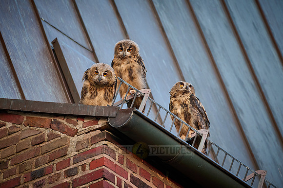 Eurasian eagle-owl (Bubo bubo), three fledglings on a roof