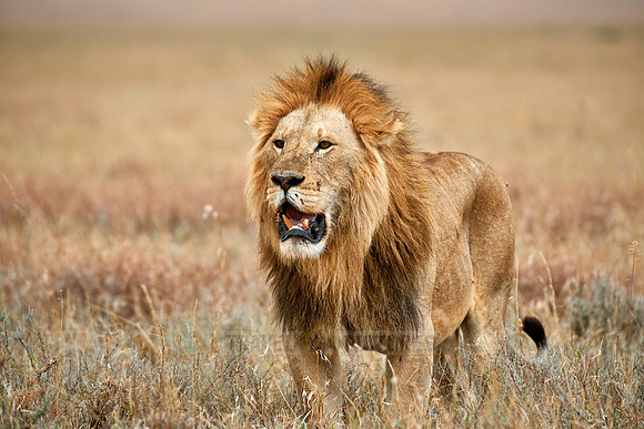 huge male lion walking