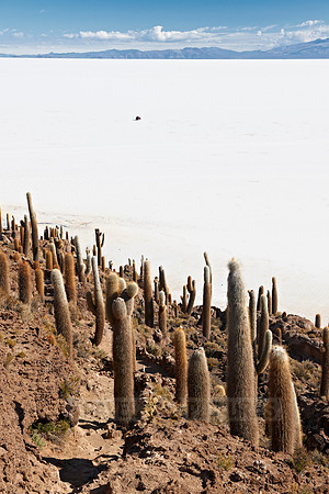 Inkahuasi Island, Salar de Uyuni
