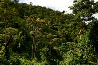 rainforest landscape on gorilla trekking
