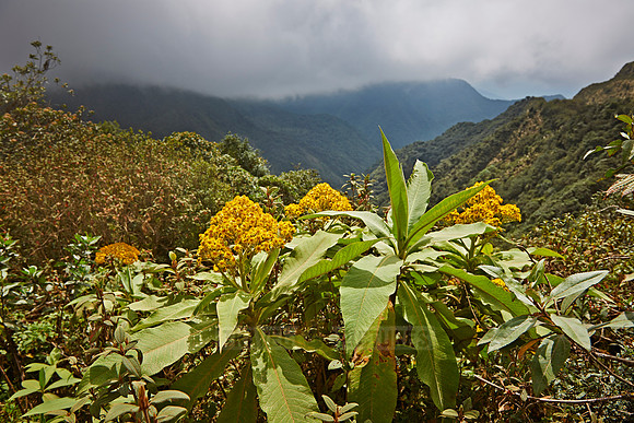 cloud forest of La Siberia