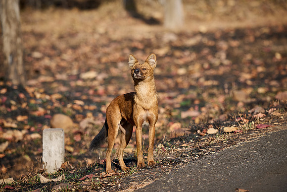 dhole (Cuon alpinus) or indian wild dog