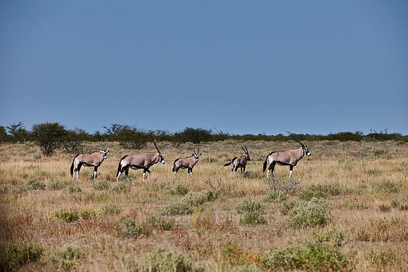 Gemsbok
