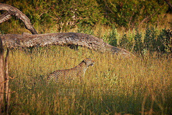 leopard (Panthera pardus)