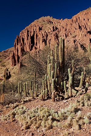 cacti and erosion landscape