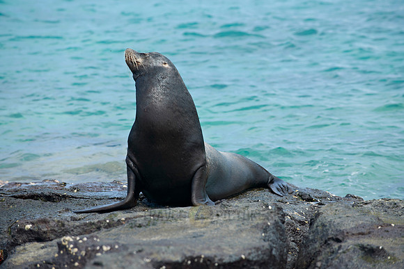male Galapagos Sea Lion