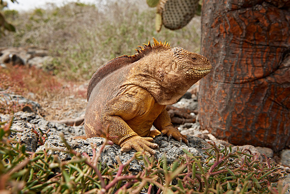 Galapagos Land Iguana
