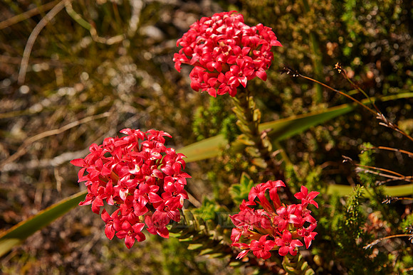 red blooming Fynbos