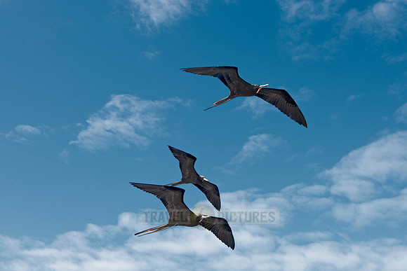 flying Frigatebirds