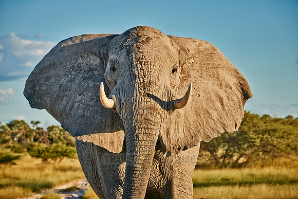 aggressive male African elephant
