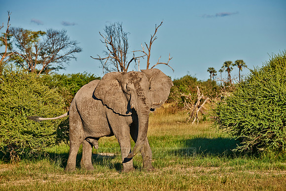 aggressive male African elephant